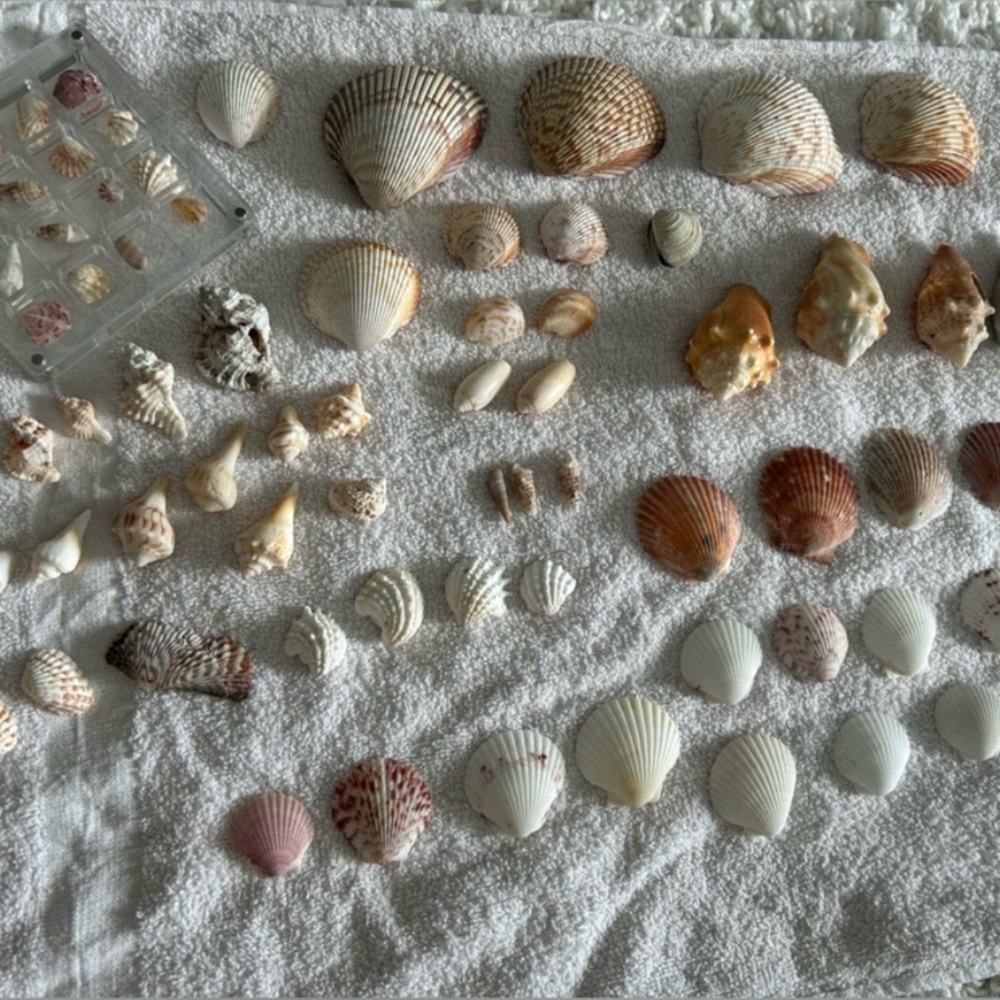 Sanibel Island JUMBO bag of shells!